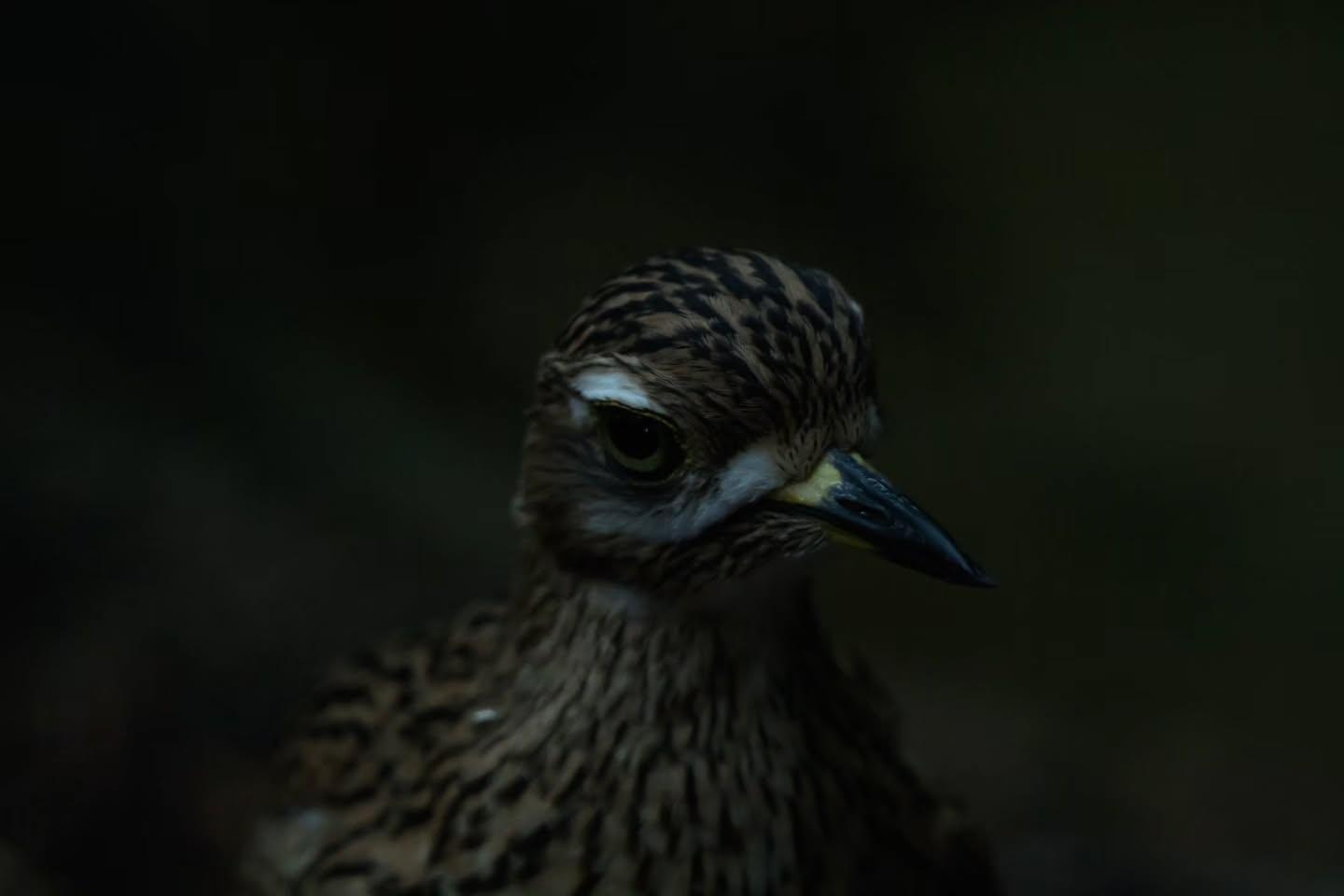 A Day at Birmingham Zoo: Capturing the Beauty of Wildlife