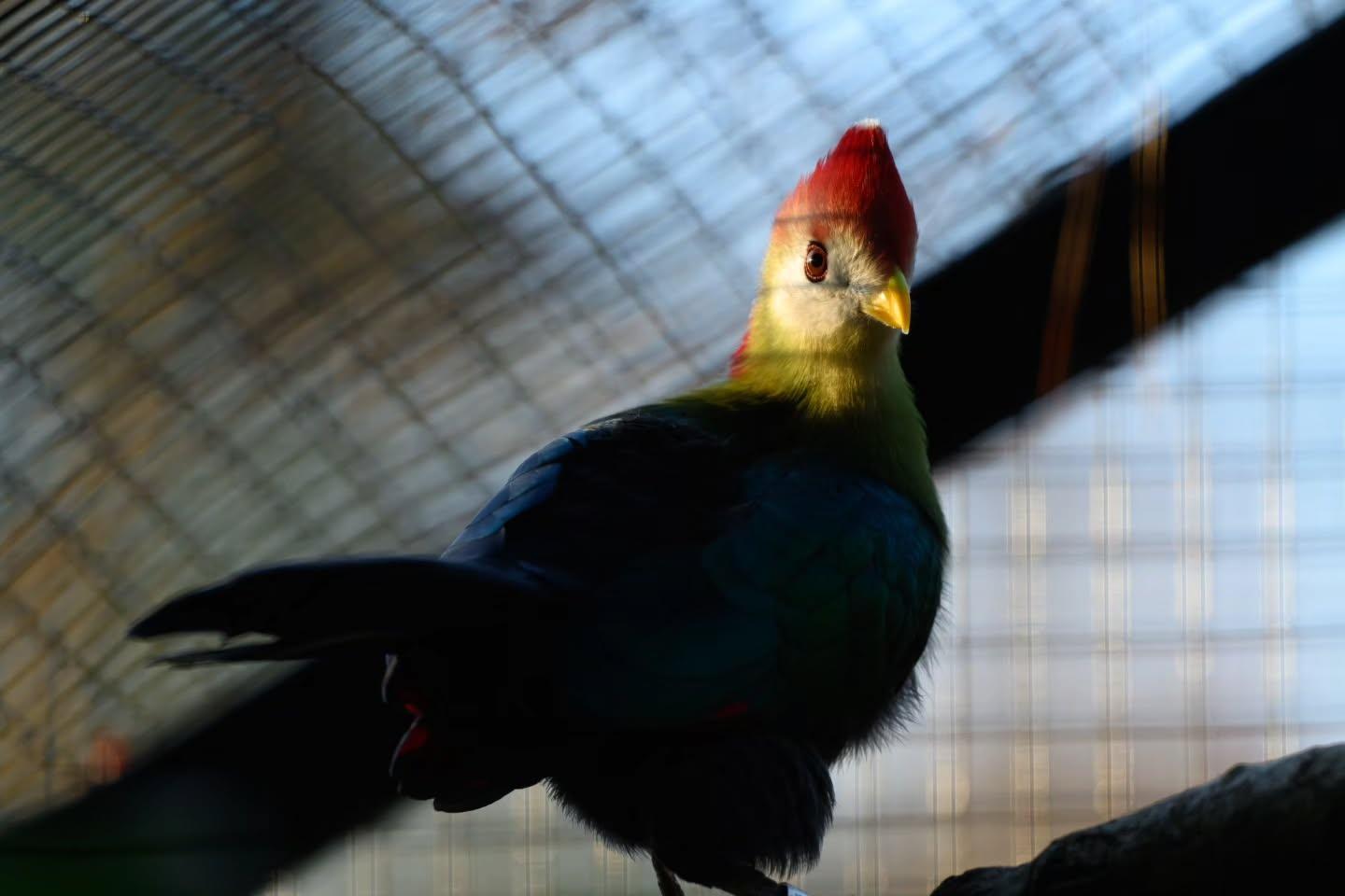 A Day at Birmingham Zoo: Capturing the Beauty of Wildlife